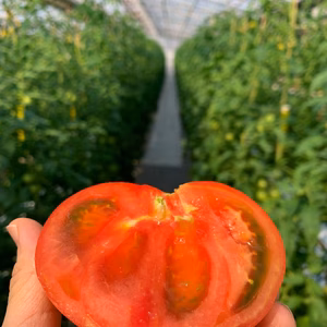 【期間限定B品】桃太郎トマト天然水と日本一の日照量で育てました。