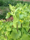 春の食べられるお花とサトイモ 1kg  農薬・化学肥料不使用