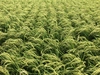 新米「はえぬき」大容量 慣行栽培米 令和５年産 いいあん米 山形県庄内産