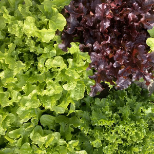 【限定】とにかくサラダが食べたいセット