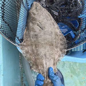 ▼sold out【高級魚 天然ヒラメ】限定1名今なら１魚種おまけつき！