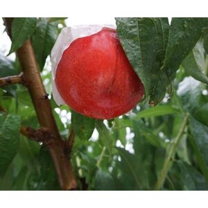 福島の桃　お任せ　小箱