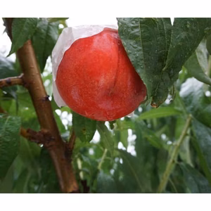 福島の桃　お任せ　小箱