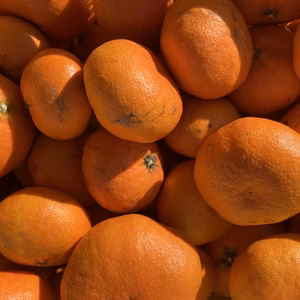 【訳ありだけど美味しさそのまま】甘平 愛媛県産