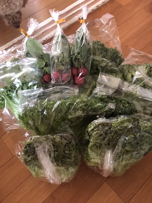 みんなの投稿の画像