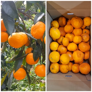 家庭用カラマンダリン＆超木成完熟不知火デコ  送料お得