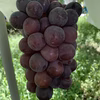 2品種！大房BKシードレス&葡萄の王様巨峰！２kg以上！重くて3房〜4房で目一杯