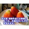 【予約商品】夏秋いちご規格外品　内容量約1キロ