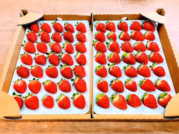 夏の贅沢いちご！プロが使う業務用夏秋イチゴ（信大BS8-9）Sサイズ（７0玉入）