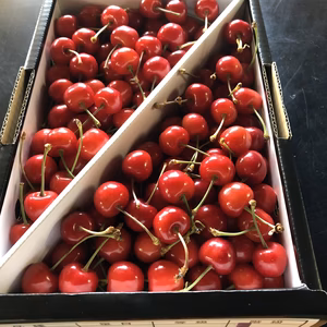 今が旬！！佐藤錦　1kg Lサイズ