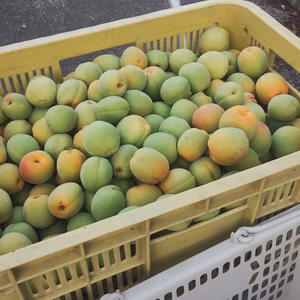 送料込み。大梅、レターパックに入る分の約2.6kg。取れたて長野市から発送
