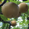 【9月上旬頃発送】伊万里梨 豊水 家庭用(傷、汚れ、変形あり)