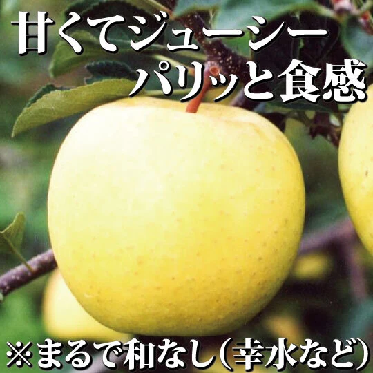 一度は食べて頂きたい！】和梨みたいな青森県産りんご「樹上完熟葉とら