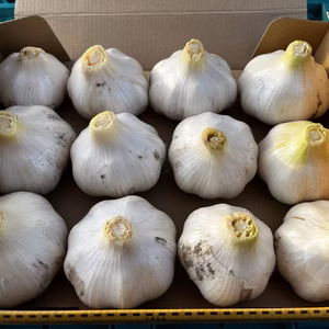 農家直送！！！　新ニンニク　嘉定種　国産