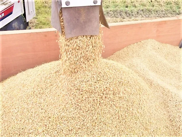 植物性で育てたビーガン米10㎏玄米【化学肥料、農薬、除草剤不使用】