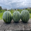 【一般市場に流通しない古代スイカ】見つけたら幸運の持ち主☆農薬・化学肥料不使用