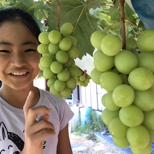 【奇跡のシャインマスカット】殺虫剤・殺菌剤一切不使用栽培！