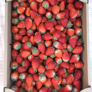  苺MSサイズ2キロ入り2箱気にならない方限定                