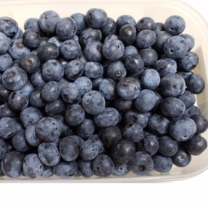 【加工用　冷凍ブルーベリー】大分県産ブルーベリー農薬不使用　自然栽培