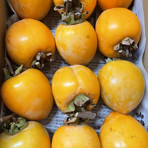 ～干し柿用【渋柿】冬の手仕事に～お試し3kg