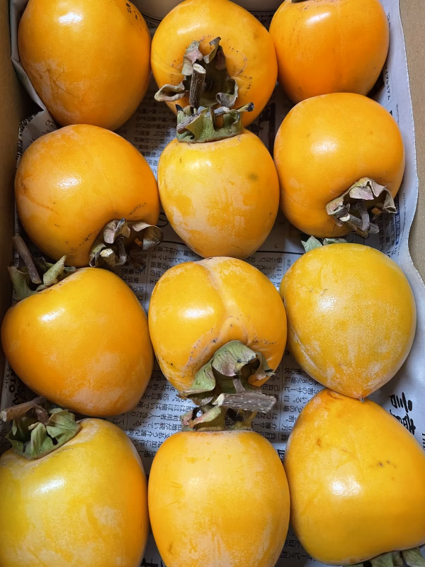 ～干し柿用【渋柿】冬の手仕事に～お試し3kg