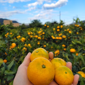 熟・【農薬不使用】季節の移ろいを感じるミカンちゃん(すっかり黄色の巻♪)(サイズ