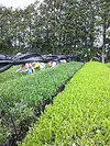高原のオーガニック新茶セット☆開拓から一度も農薬を使っていない畑のかぶせ茶&煎茶