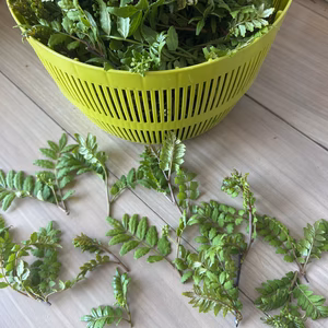 山椒　木の芽　農薬は使ってません