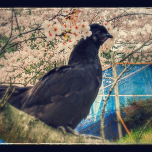 「天心山のたまご」放し飼い地鶏の朝採りたまご