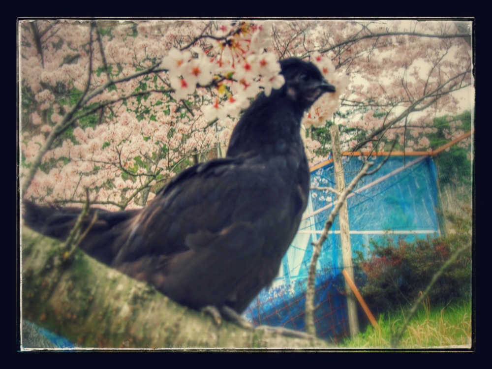 天心山のたまご 放し飼い地鶏の朝採りたまご 農家漁師から産地直送の通販 ポケットマルシェ