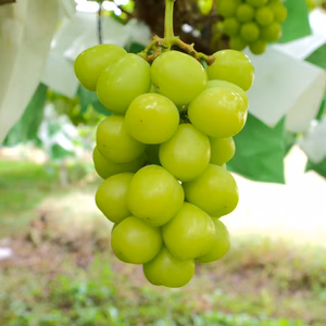 令７年終了✩【常温便】【新鮮朝採り】長野県産 シャインマスカット