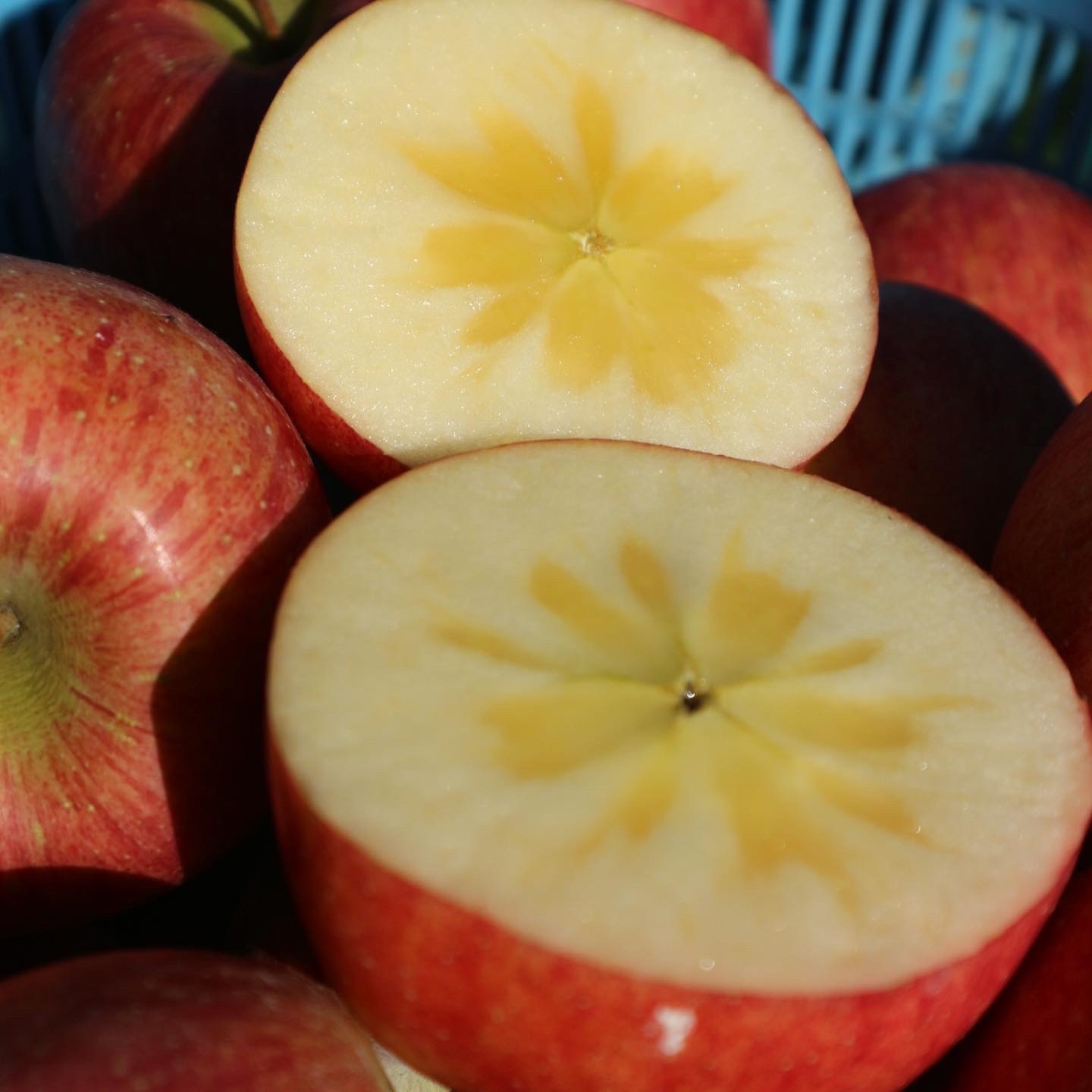 小玉 山形県 朝日町産 完熟 サンふじ 一級品 りんご 農家漁師から産地直送の通販 ポケットマルシェ