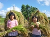 特別栽培玄米セット（つや姫、雪若丸、天日干しミルキークイーン、ひとめぼれ）