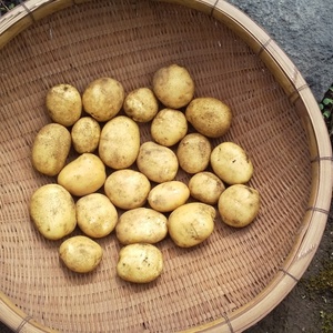 【農薬不使用】新ジャガイモ　十勝こがね ３キロ