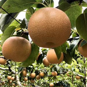 【佐賀県産】自慢の梨✨秋月(あきづき) 3キロ箱満杯詰