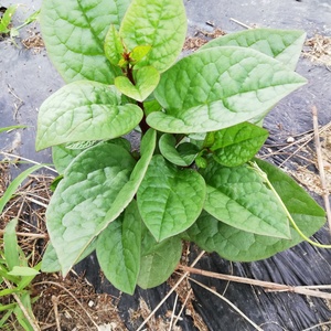 期間限定SALE【自然栽培】茎こそ美味しい！ツルムラサキ