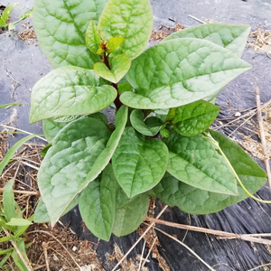 【自然栽培】こだわりの紫。茎こそ美味しい！ツルムラサキ