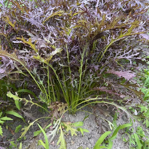 【土耕栽培】レッドマスタード水菜