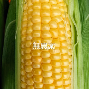新鮮　無農薬　無化学肥料　生で食べられる　とうもろこし