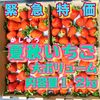 緊急特価！加工向け夏秋いちご【内容量約1.2kg】