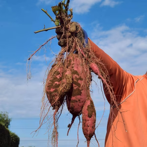 とろ甘っ！ねっとり濃密！紅はるか（農薬・化学肥料・除草剤・防虫剤不使用）