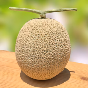 〖7月下旬発送〗贈答用マスクメロン【極】1.5㎏以上