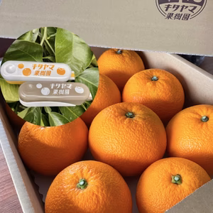 【2月中旬発送】紅八朔(べにはっさく)3.5kg前後 8〜11玉入　Lサイズ以上