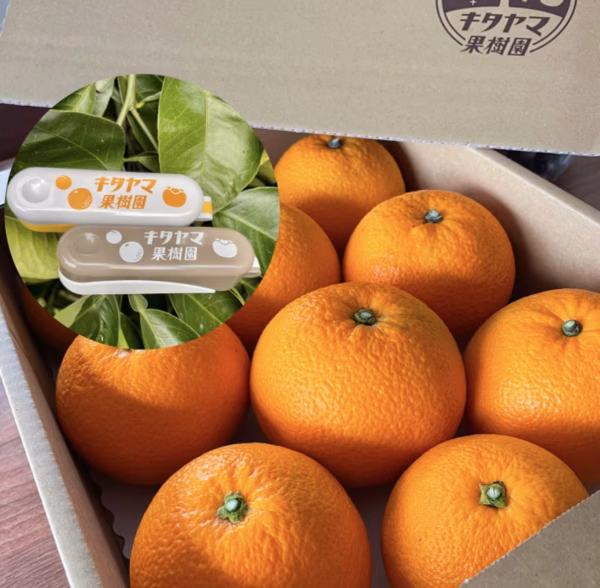 【2月中旬発送】紅八朔(べにはっさく)3.5kg前後 8〜11玉入　Lサイズ以上