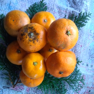 2箱限定ジュース用 極早生みかん 正味4キロ ❣️飲んでも食べても❣️