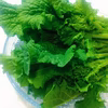 春を告げる野菜♪ 菜花（ナバナ）500g ☆瀬戸内の太陽たっぷりの香川県産