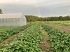 期間限定‼️25%増量中【北海道産】農薬化学肥料不使用‼️紅はるか　サツマイモ