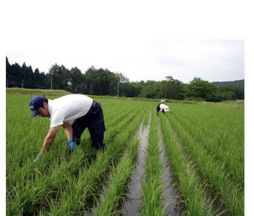 新潟県産　スーパーコシヒカリ   5kg  (玄米) 令和4年産