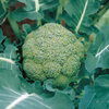 ブロッコリー