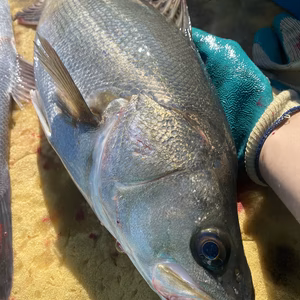 【車海老を食べて育った】脂たっぷり高級出世魚マダカ！船上活け締め！取れ次第発送